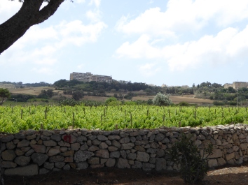 Grape fields around Hemsia Malta